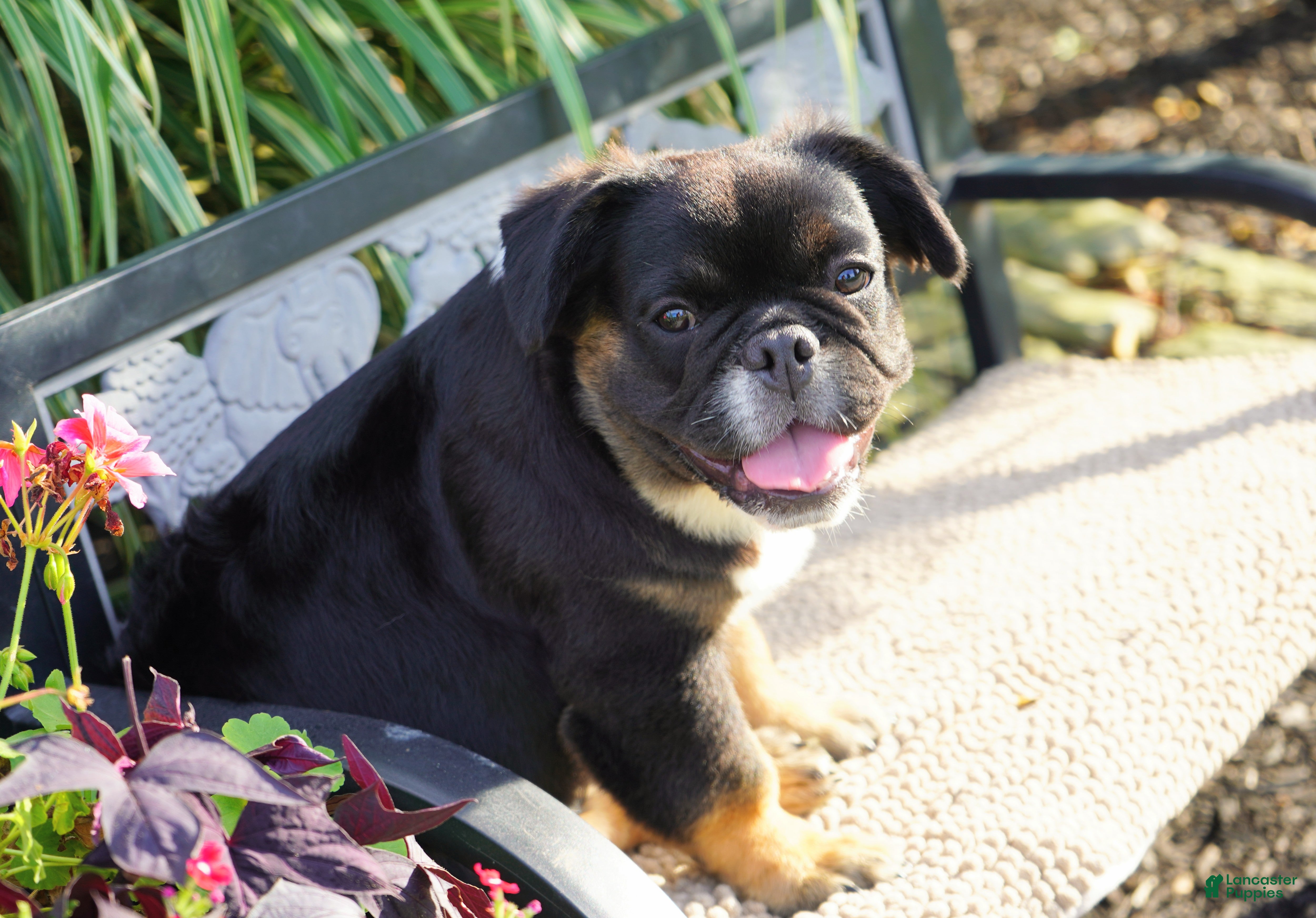 French Bulldog dogs Panda - Ad 2