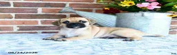 Puggle dogs for sale: Tinkerbell - Ad 4