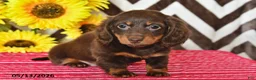 Miniature Dachshund dogs for sale: Olivia - Ad 4