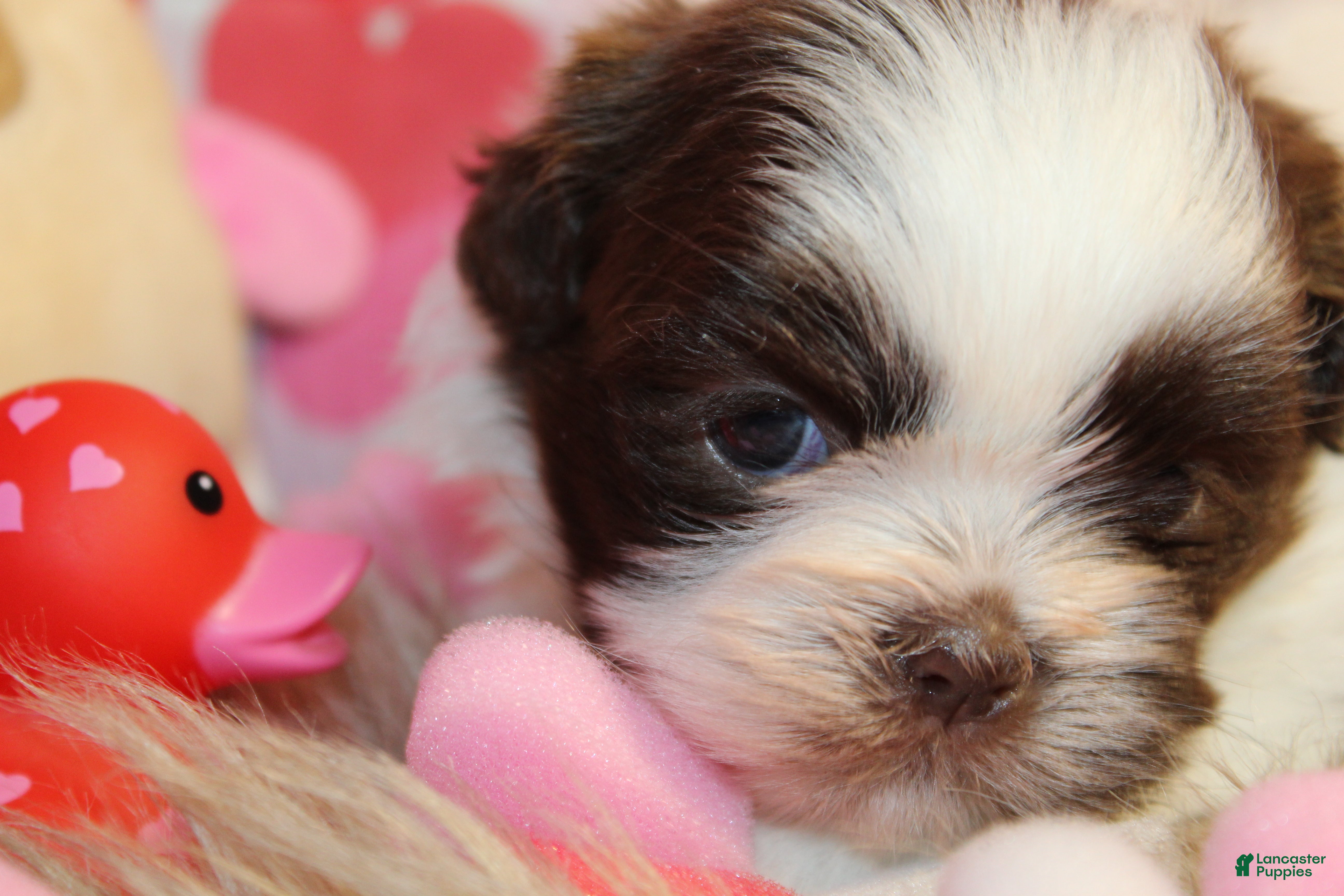 Shih Tzu dogs CUTIE - Ad 38