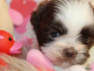 Shih Tzu dogs CUTIE - Ad 38