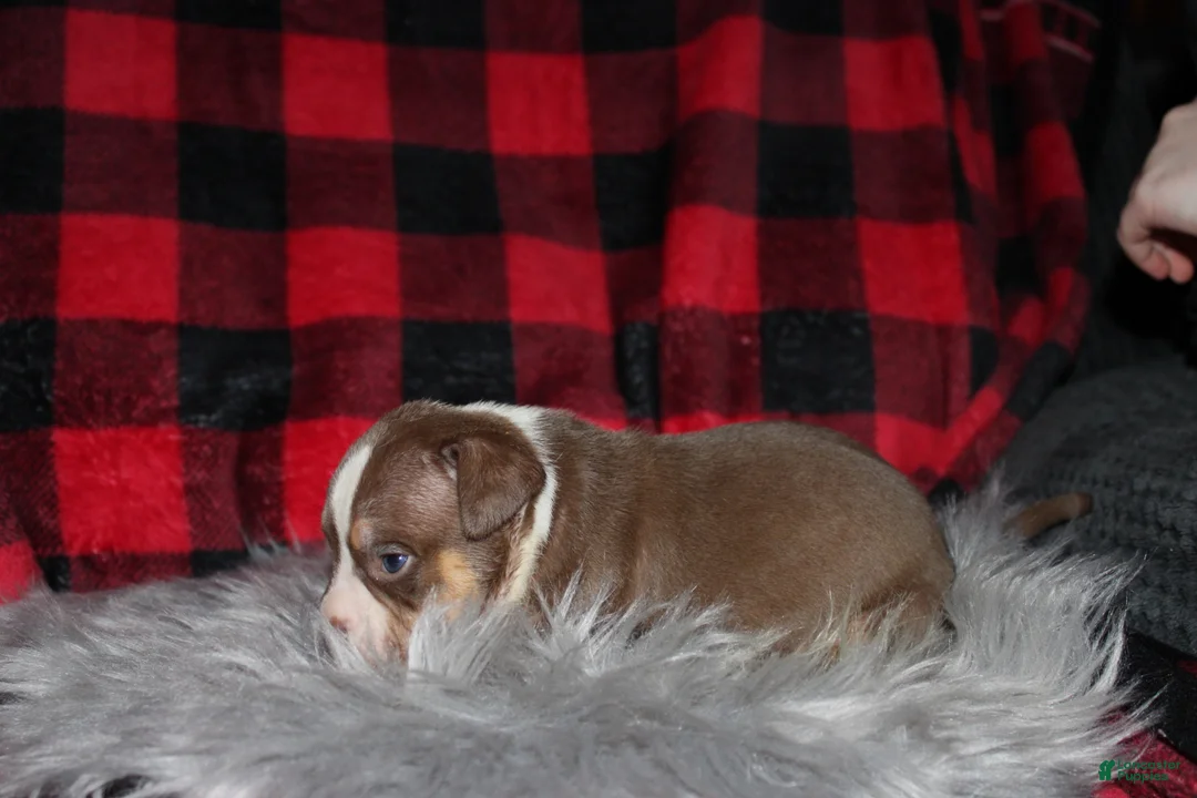 American Bully dogs for sale: Kodiak aka Kody - Ad 5