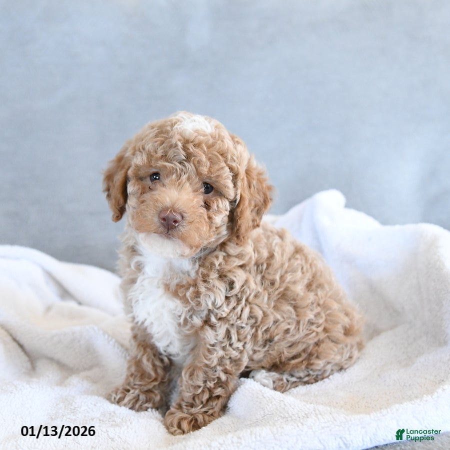 Afghan Hound dogs Barky - Ad 1