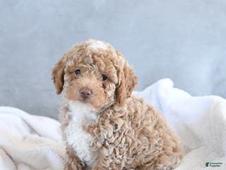 Afghan Hound dogs Barky - Ad 1