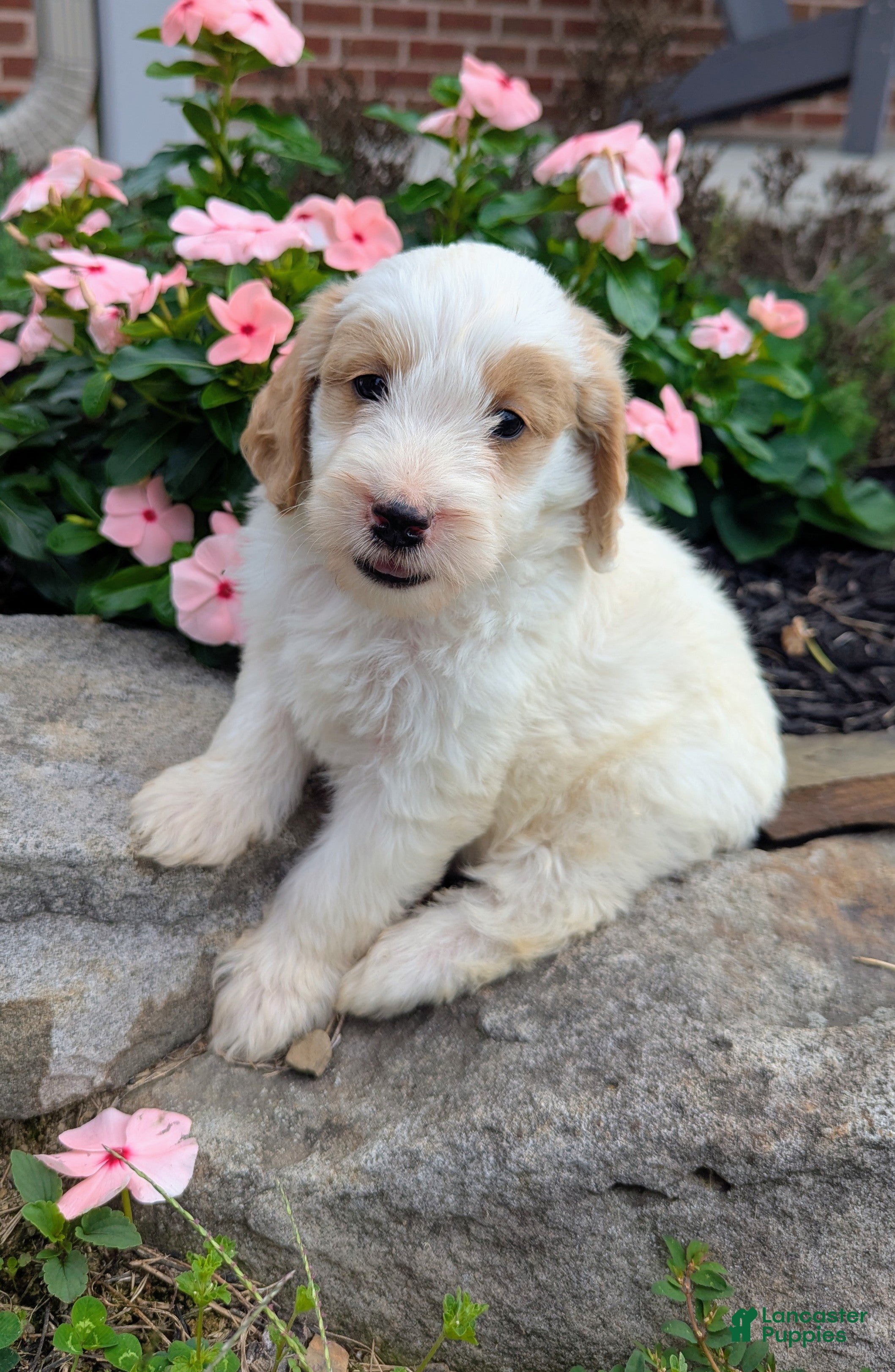 Mini Goldendoodle dogs Piper F1B - Ad 1