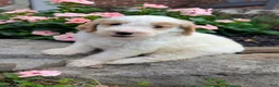 Mini Goldendoodle dogs for sale: Piper F1B - Ad 1