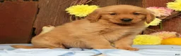 Golden Retriever dogs for sale: Hudson - Ad 13