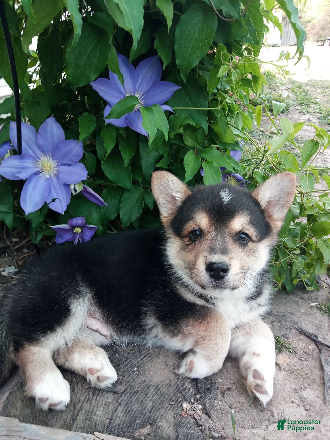 Mixed Breed dogs for sale: Mixed Breed Puppy 3 - Ad 1