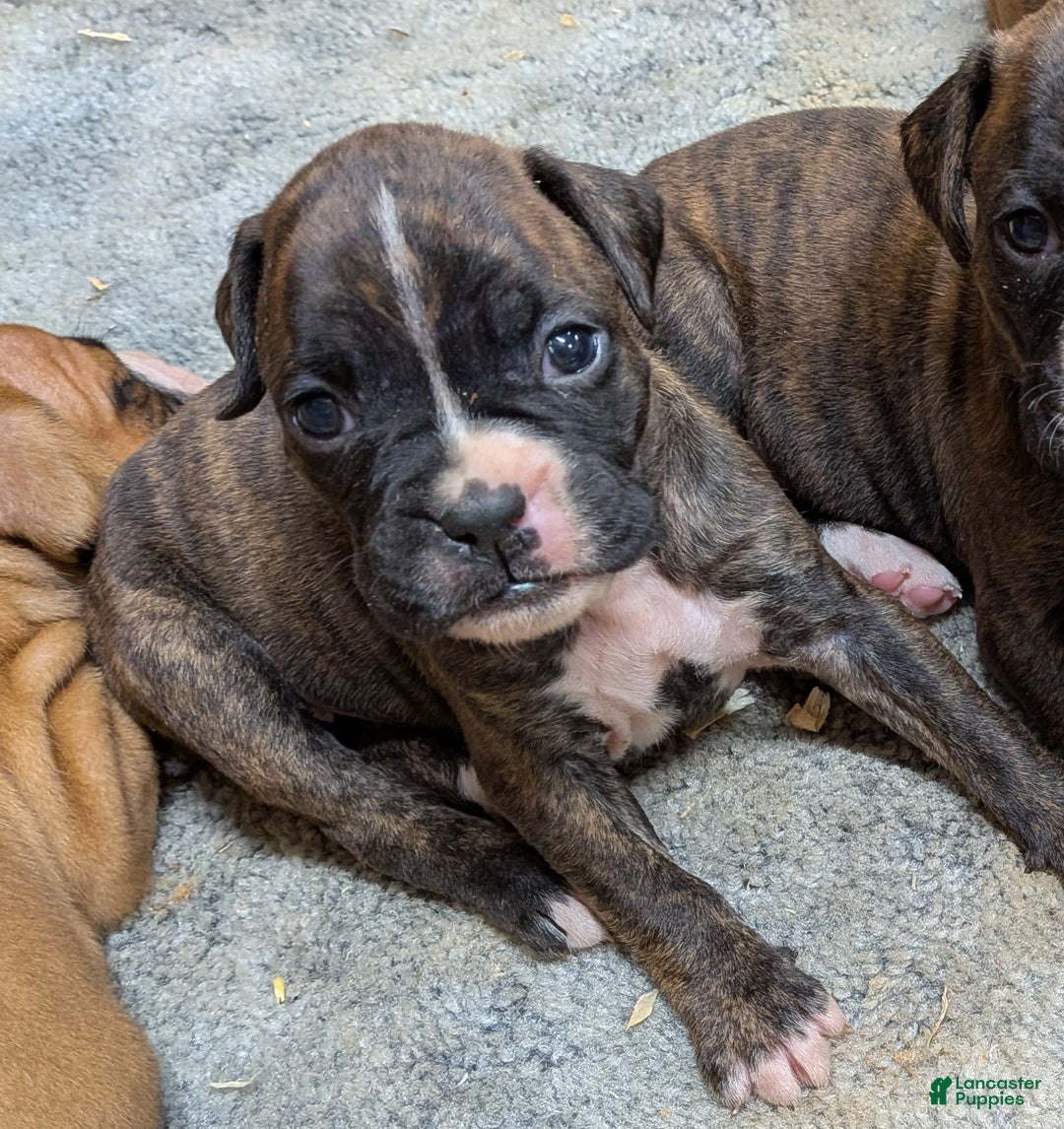 Boxer dogs for sale: Paris - Ad 5
