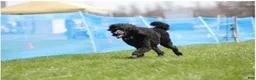 Standard Poodle dogs for sale: Standard Poodle 1 - Ad 6