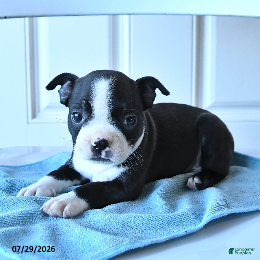 Boston Terrier dogs Bob - Ad 2