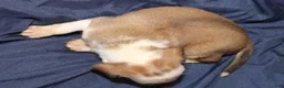 Puggle dogs for sale: Chewy - Ad 71