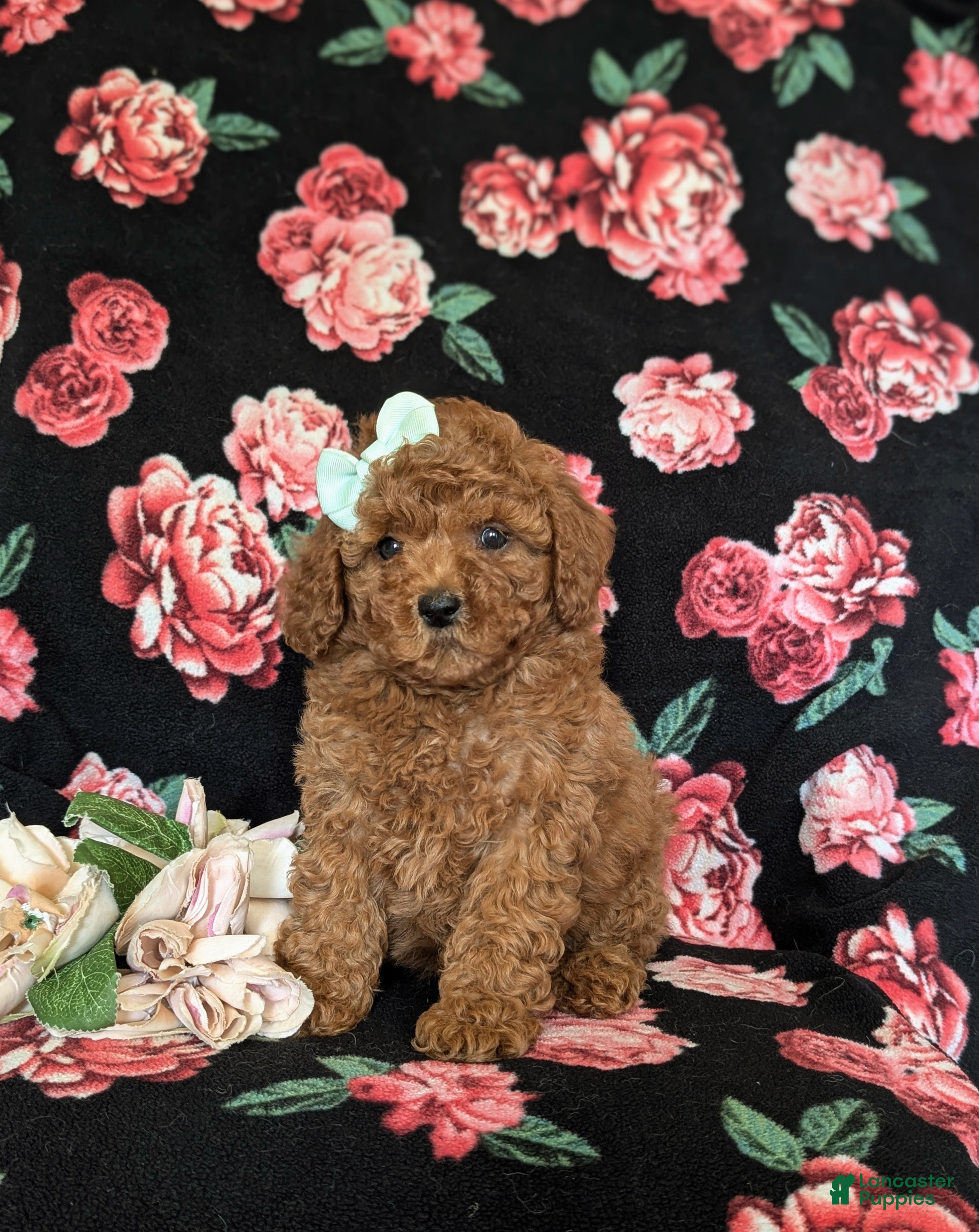 Miniature Poodle dogs Sydney - Ad 1