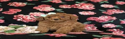 Miniature Poodle dogs for sale: Sydney - Ad 1