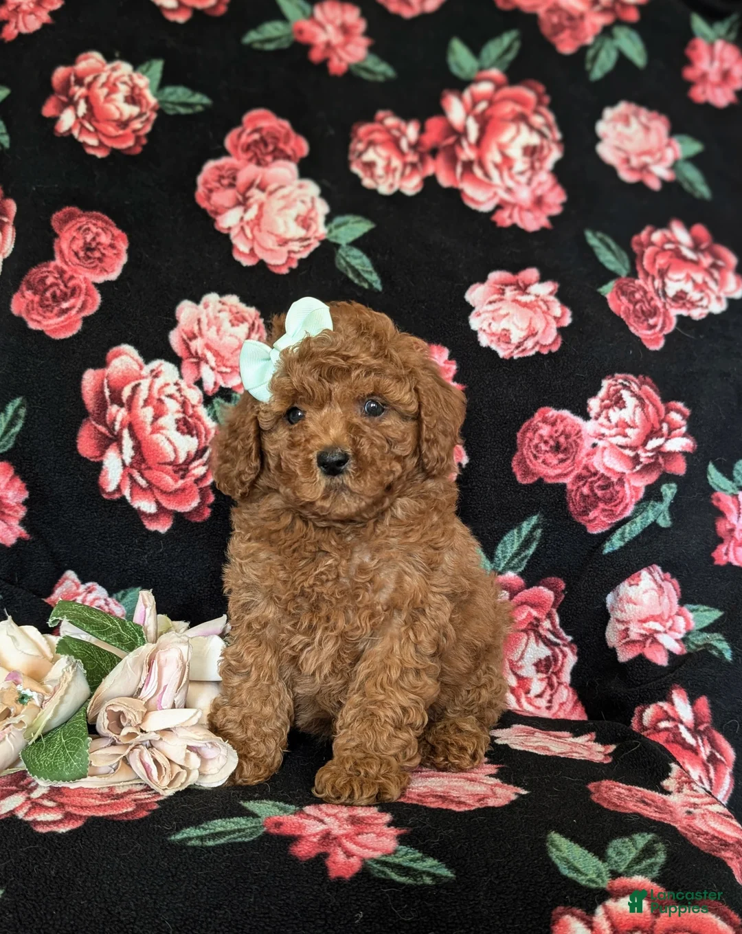 Miniature Poodle dogs for sale: Sydney - Ad 1