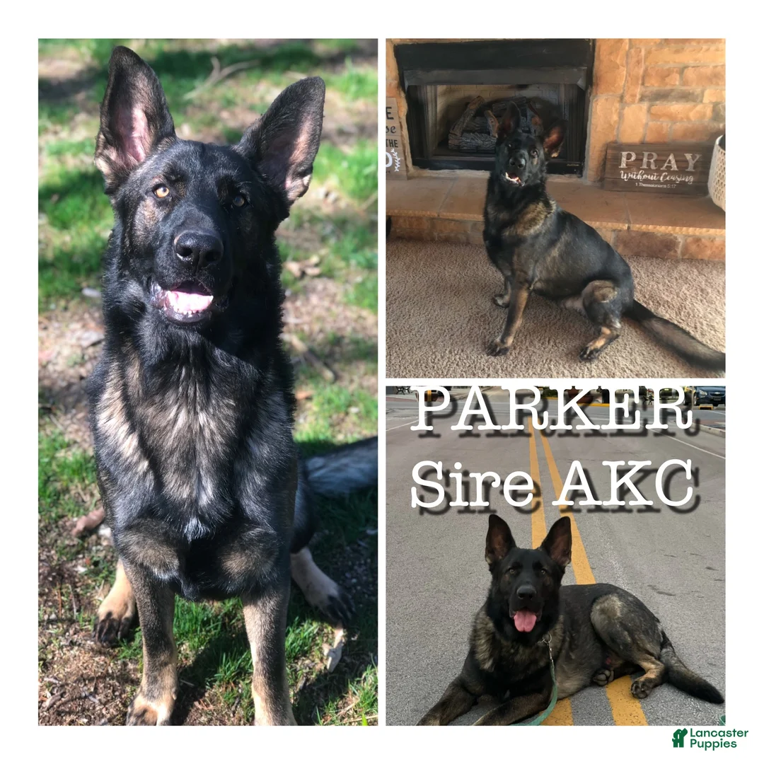 German Shepherd dogs for sale: Aster - Ad 12