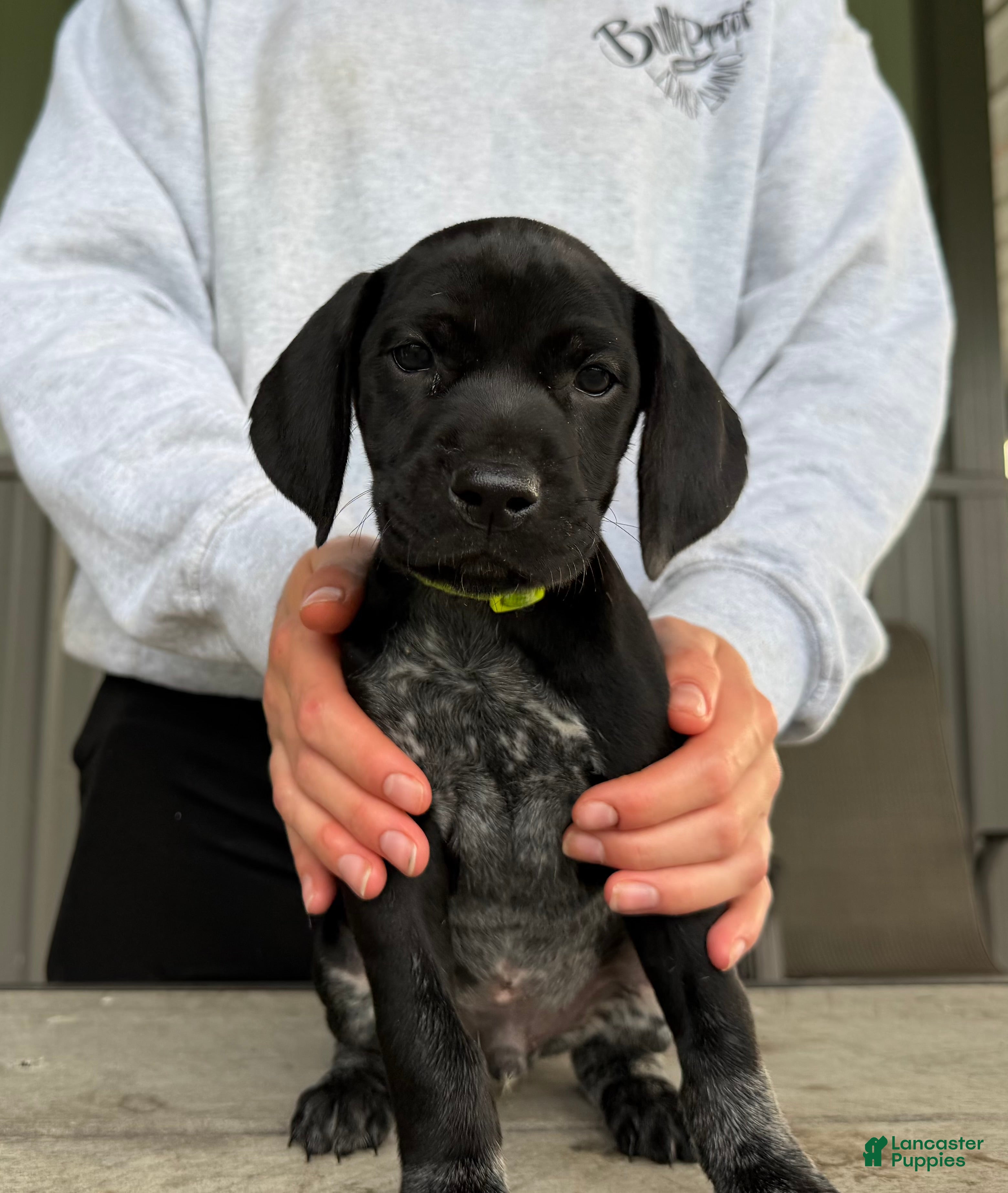German Shorthaired Pointer