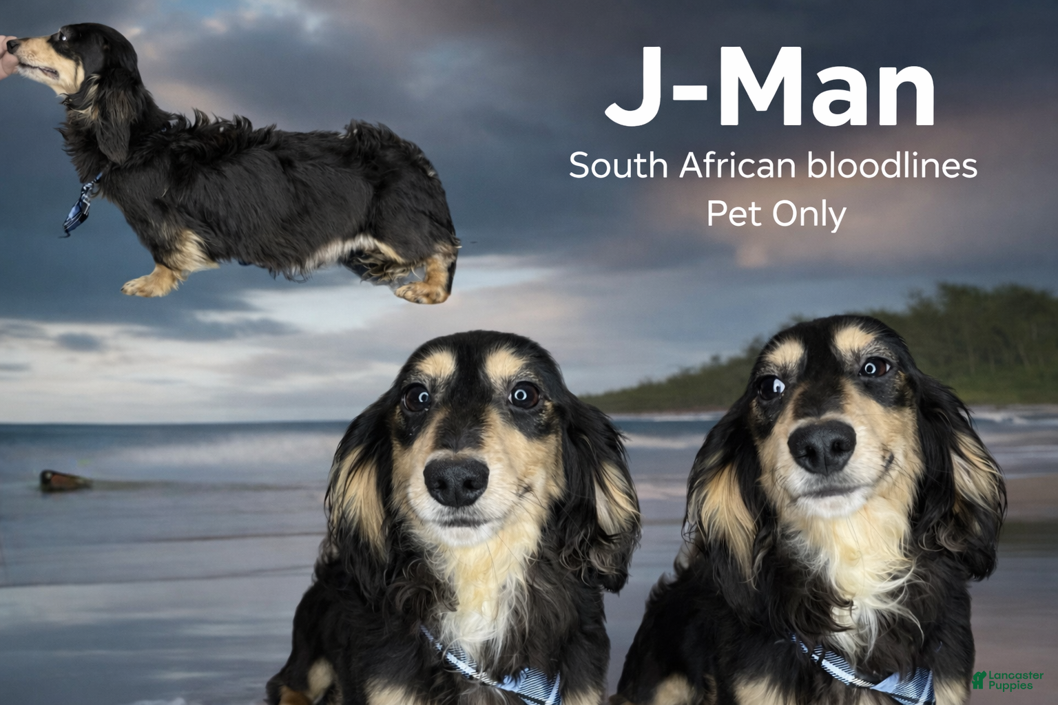 Miniature Dachshund dogs Miniature Dachshund Puppy 1 - Ad 26