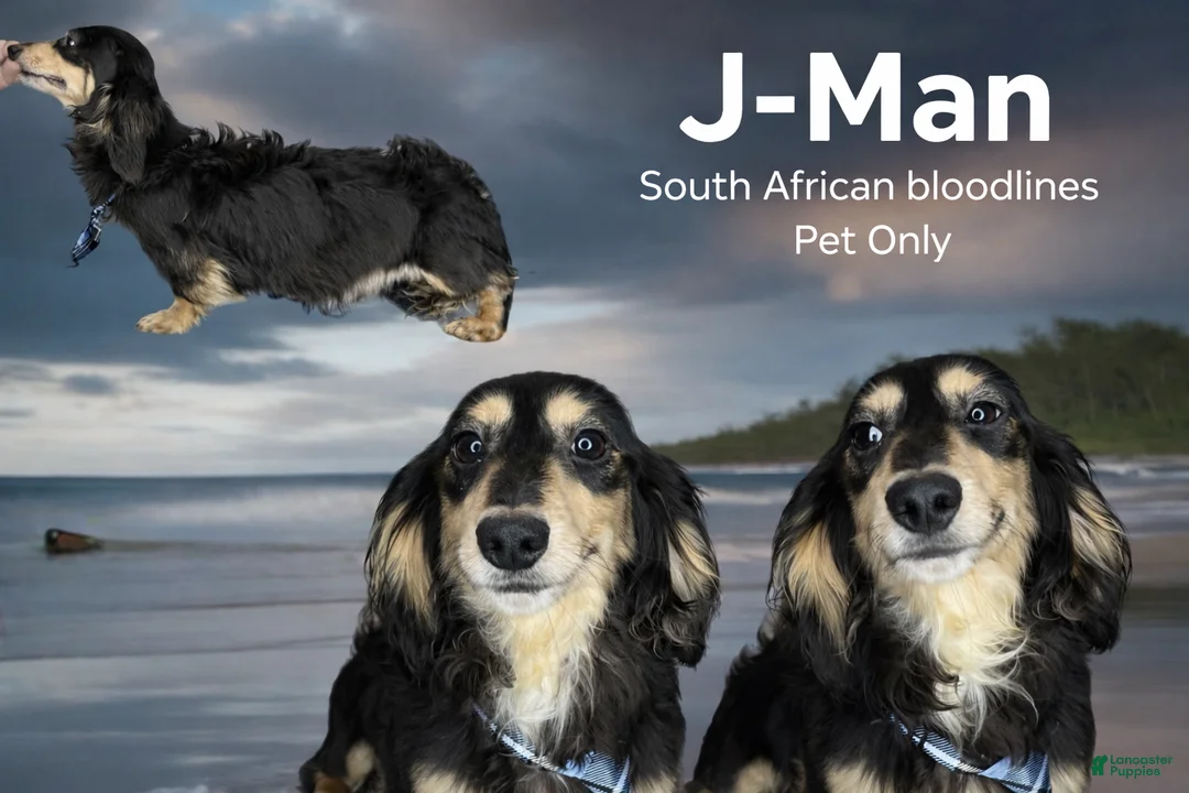 Miniature Dachshund dogs for sale: Miniature Dachshund Puppy 1 - Ad 1