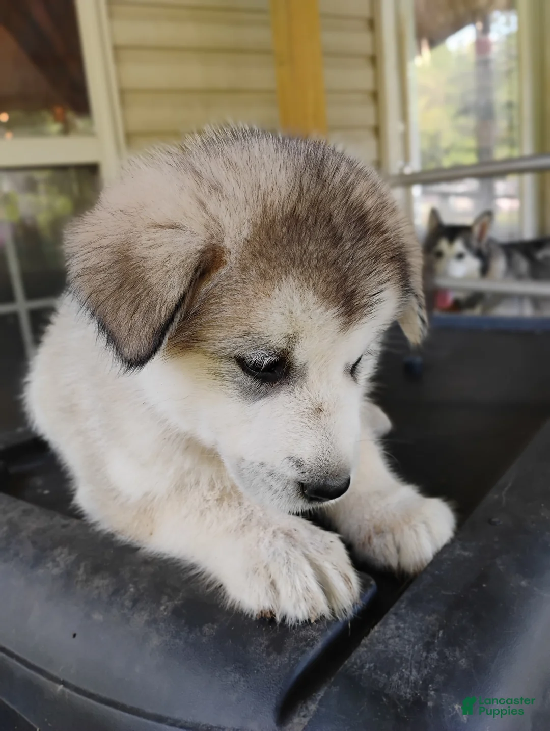 Alaskan Malamute dogs for sale: Alaskan Malamute Puppy 4 - Ad 1
