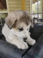 Alaskan Malamute Puppy 4