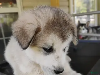 Alaskan Malamute dogs Alaskan Malamute Puppy 4 - Ad 11