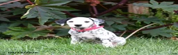Dalmatian dogs for sale: Lassie - Ad 3