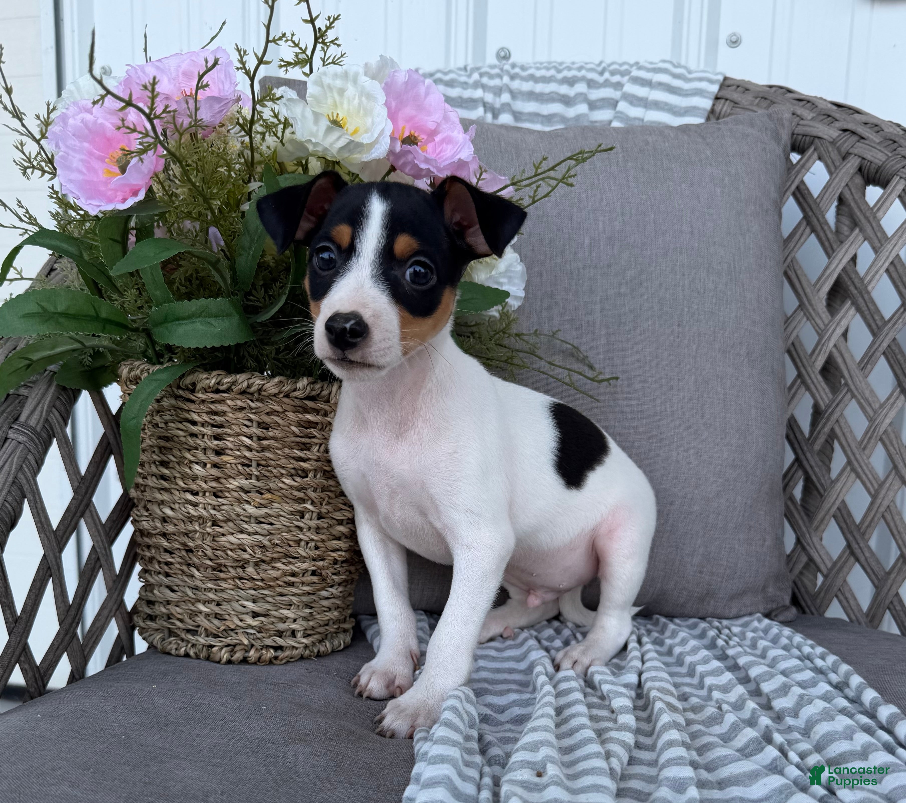 Toy Fox Terrier dogs Tanker - Ad 2
