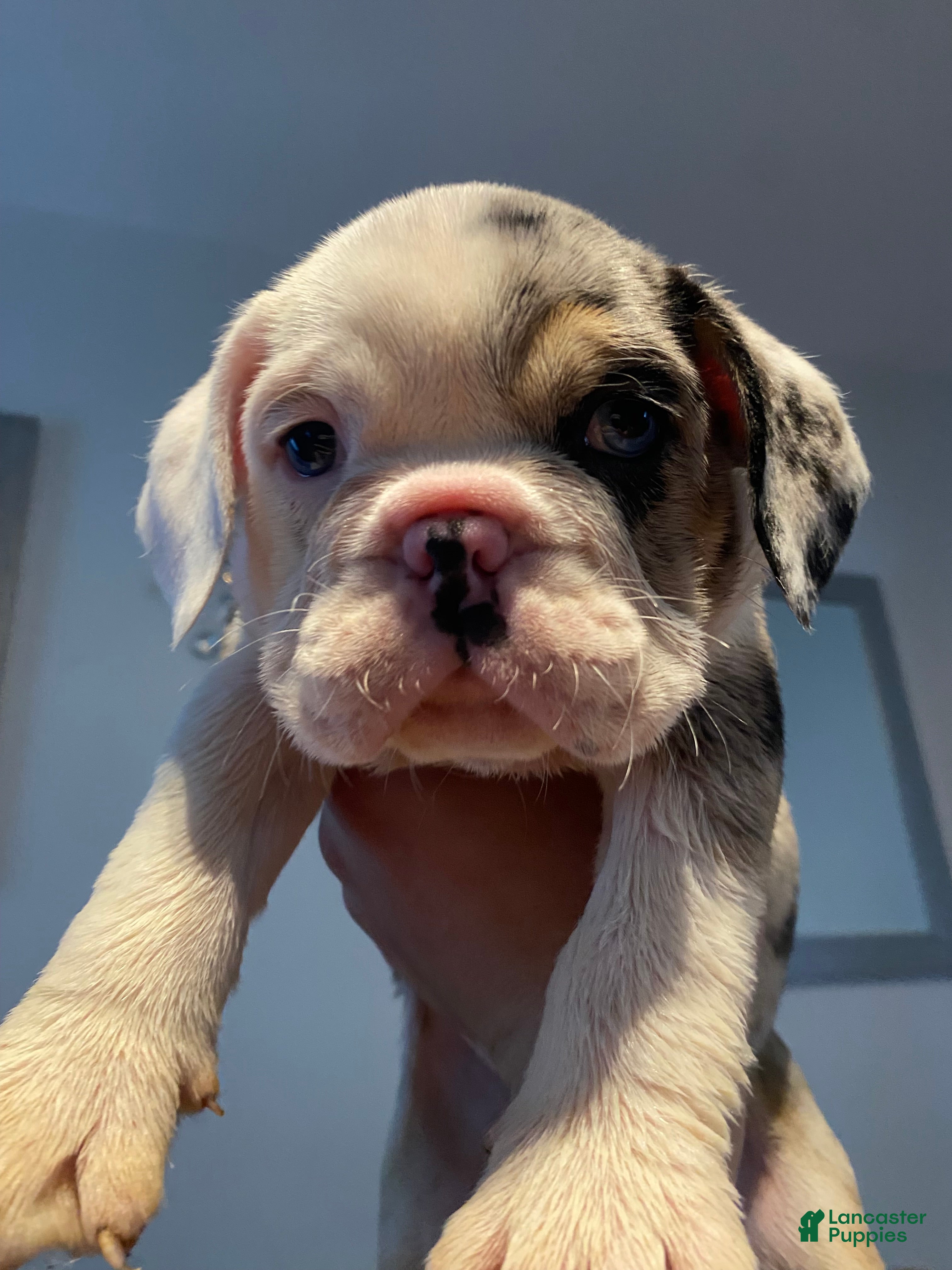 Beabull dogs Denim - Ad 13