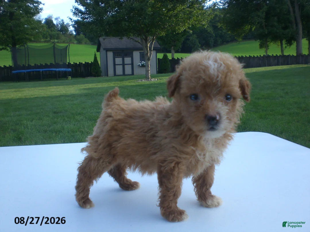Yorkiepoo dogs for sale: Gene - Ad 1