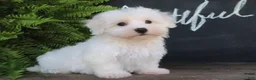 Maltese dogs for sale: Ginger - Ad 3