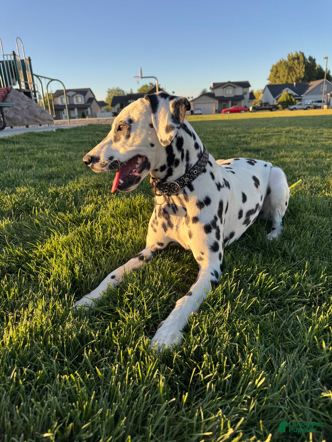 Dalmatian dogs for sale: Lila - Ad 6
