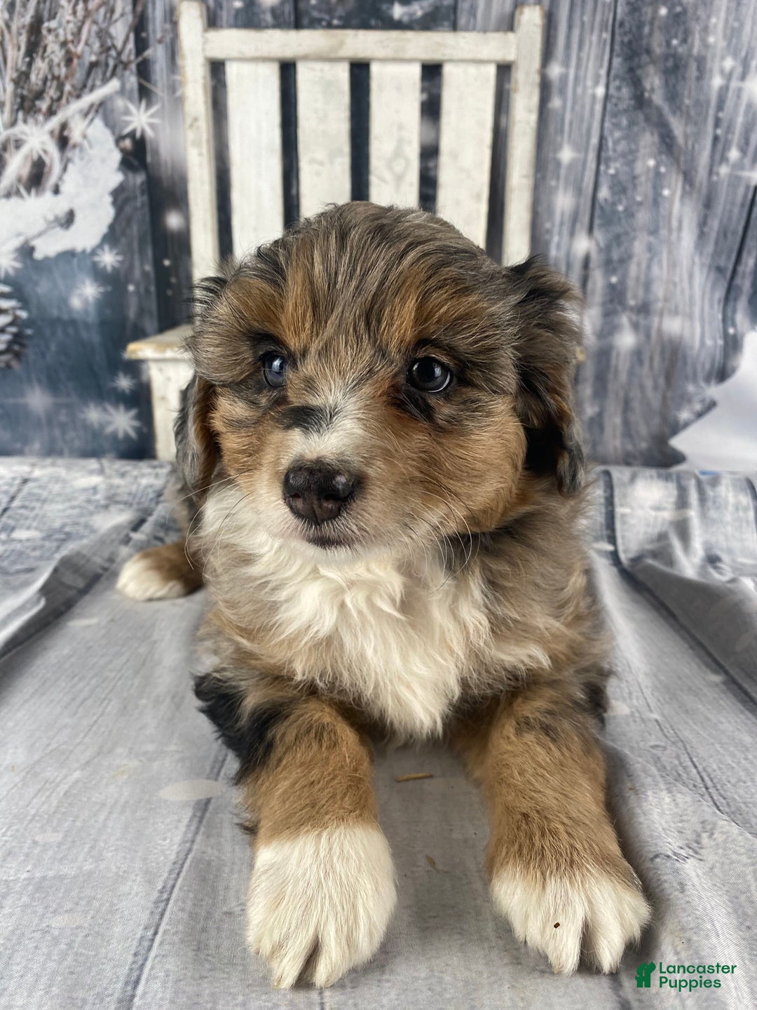 Aussiedoodle dogs for sale: Paisley - Ad 3