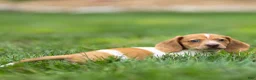 Miniature Dachshund dogs for sale: Missy Miniature Dachshund  - Ad 4