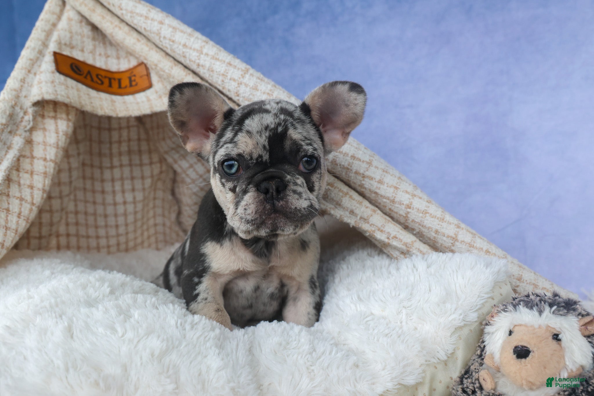French Bulldog dogs 💗 Jovie - Ad 1