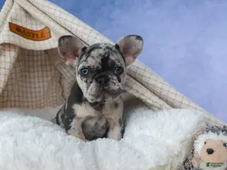 French Bulldog dogs for sale: ๐ Jovie - Ad 2