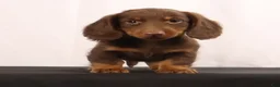 Dachshund dogs for sale: Hank  - Ad 7