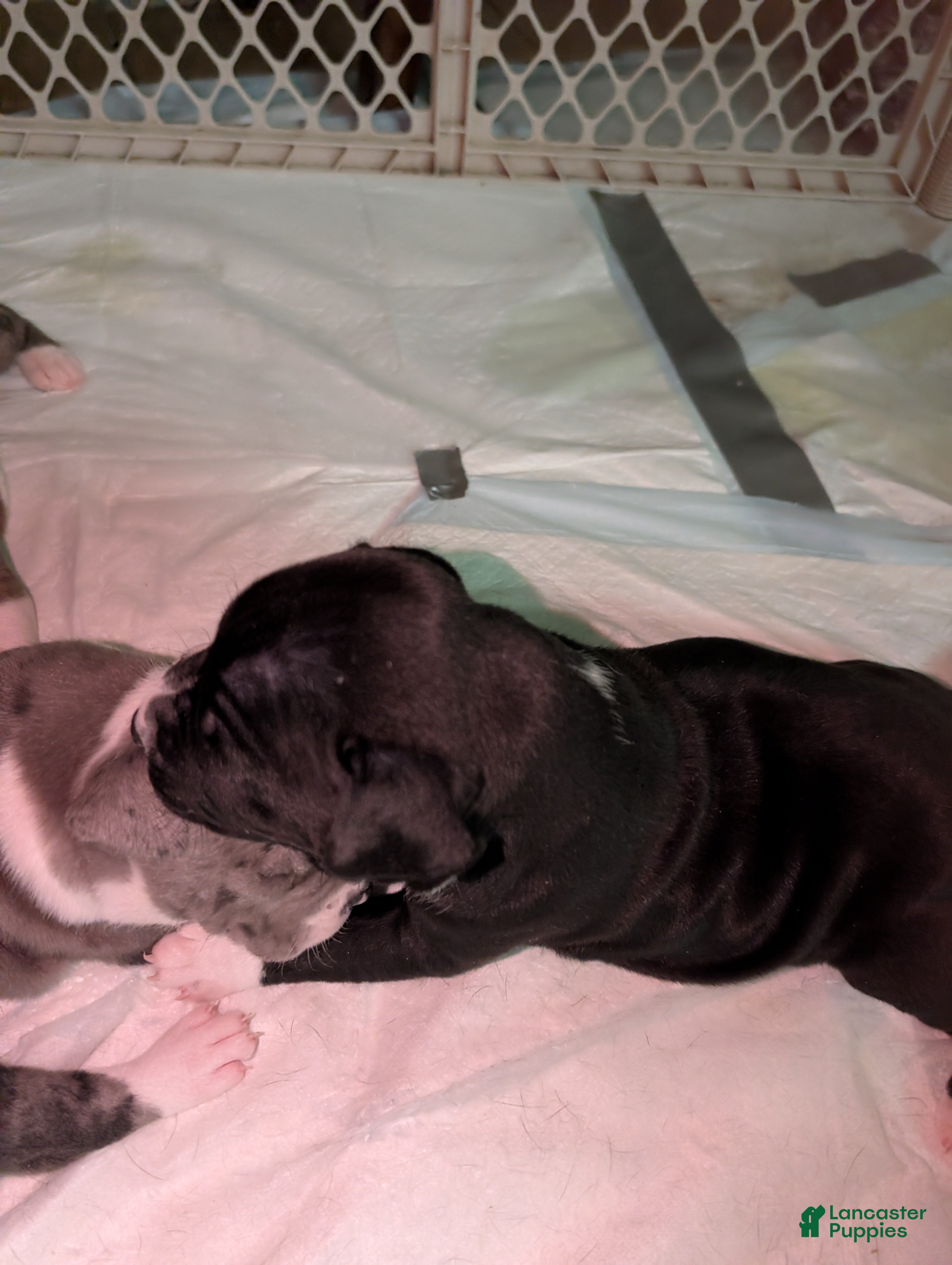 American Pit Bull Terrier dogs Midnight - Ad 35