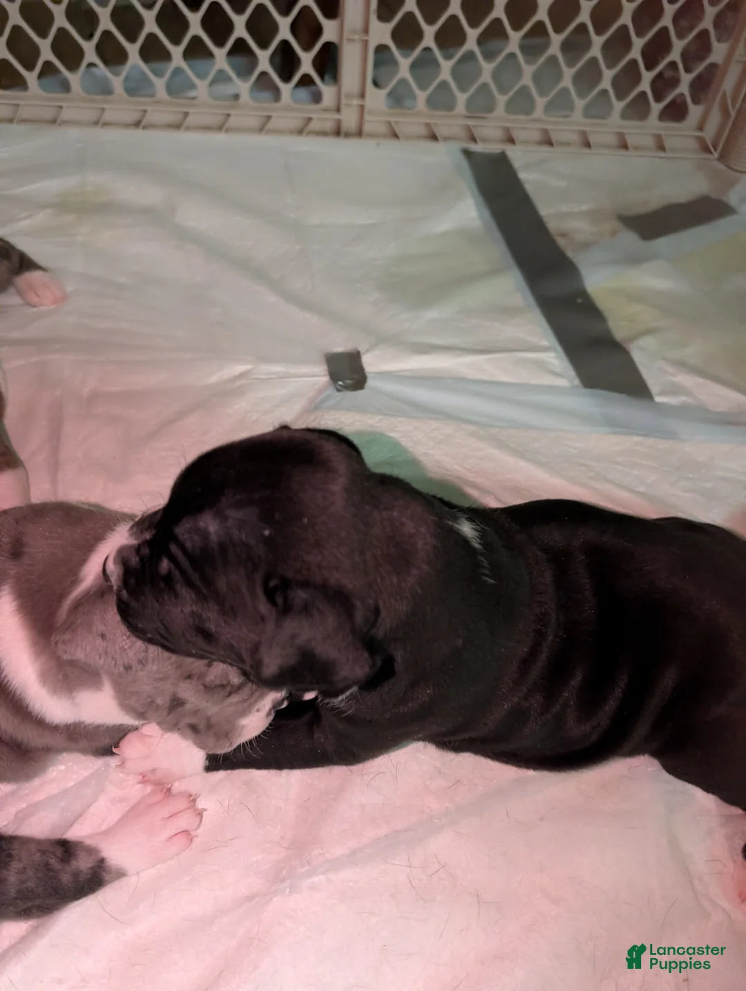 American Pit Bull Terrier dogs for sale: Midnight - Ad 1
