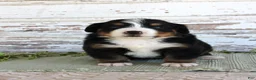 Bernese Mountain Dog dogs for sale: Mercy - Ad 1