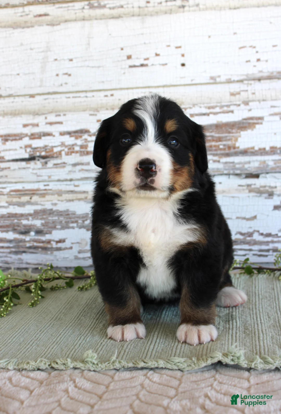 Bernese Mountain Dog dogs for sale: Mercy - Ad 1