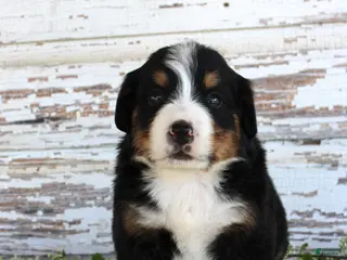 Bernese Mountain Dog dogs Mercy - Ad 11