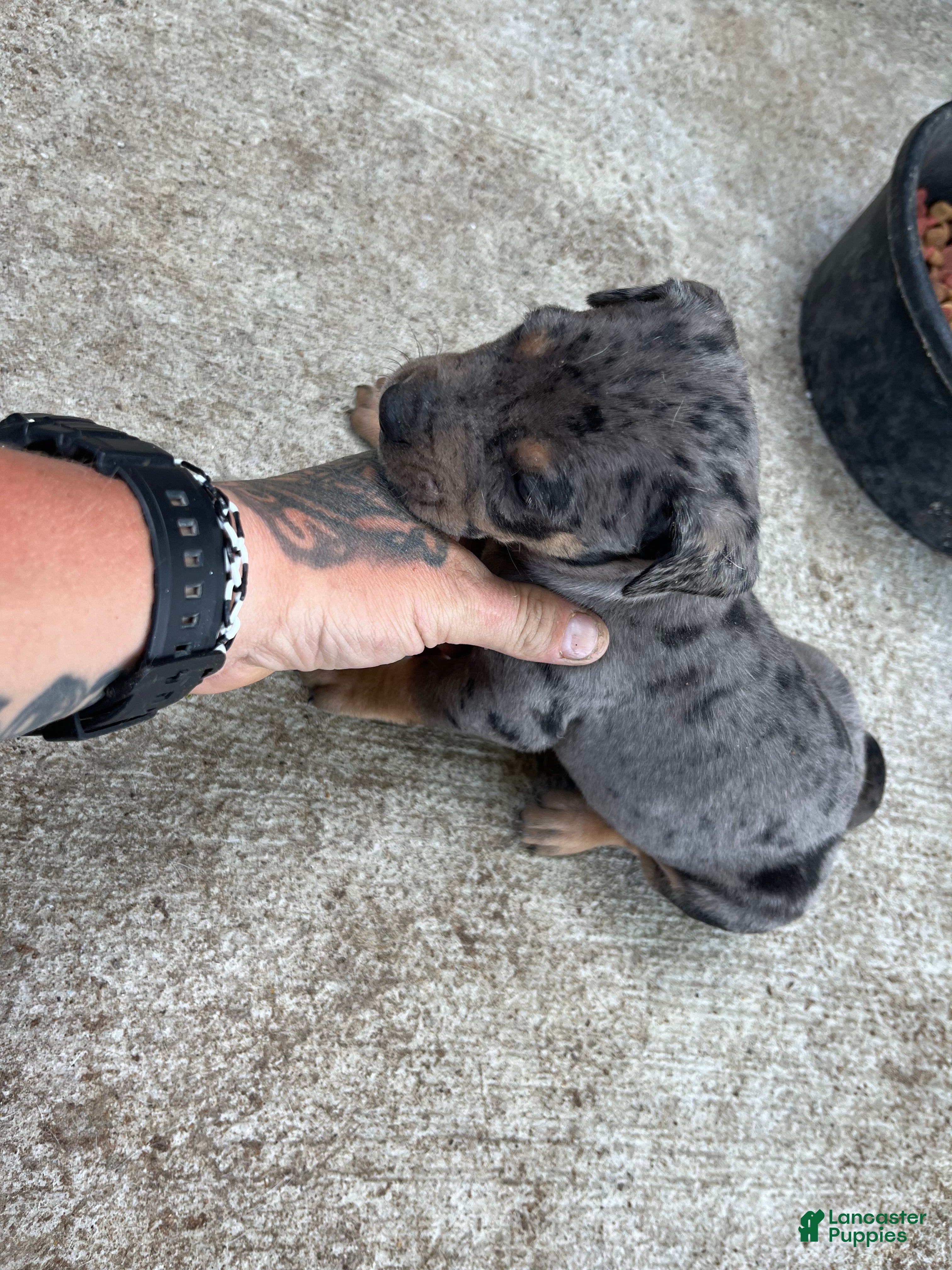 Catahoula Leopard Dog dogs Catahoula Leopard Dog Puppy 1 - Ad 4