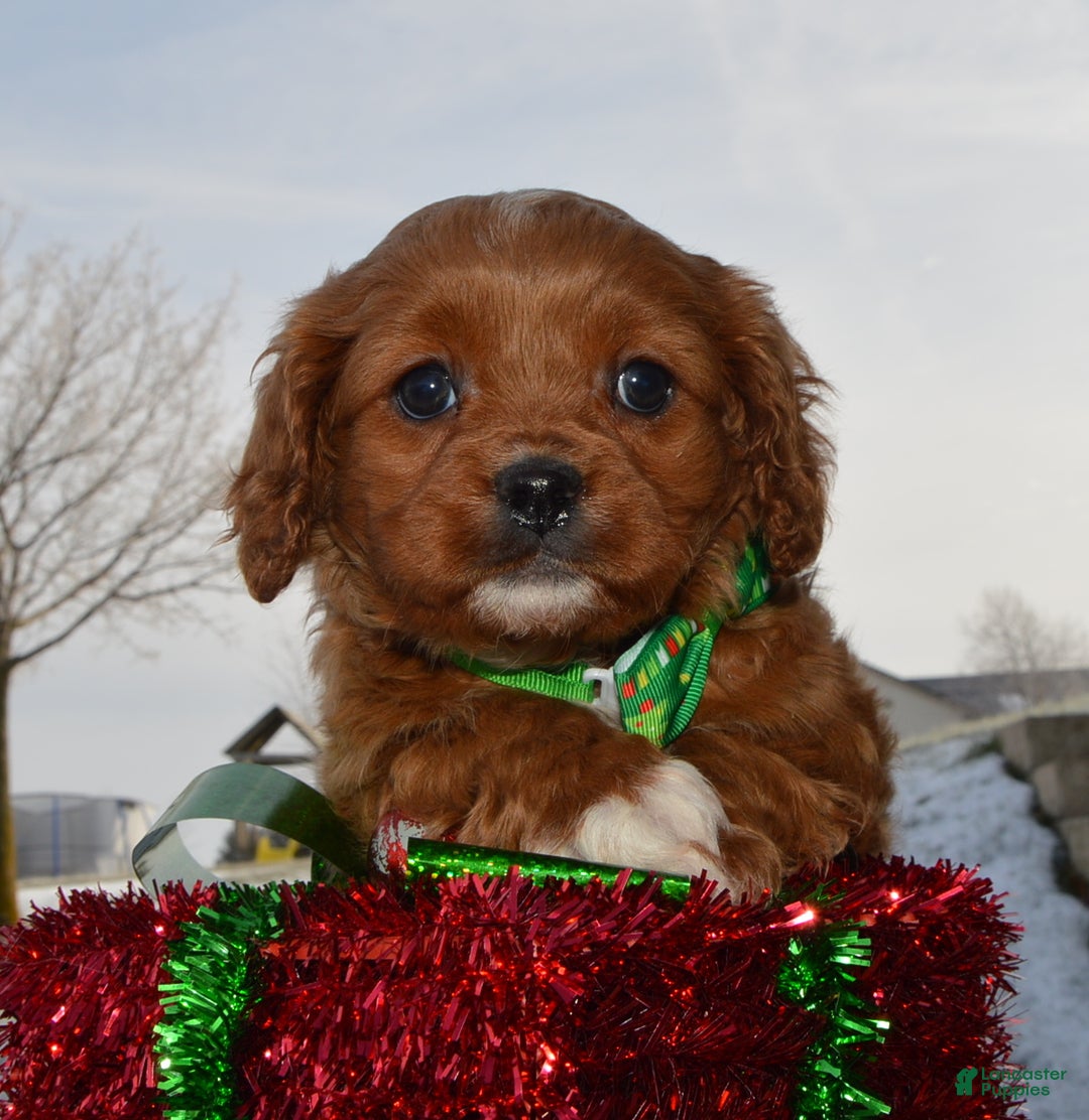 Cavapoo dogs for sale: Cora - Ad 8