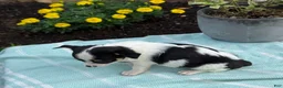 Chihuahua dogs for sale: Tiny - Ad 7