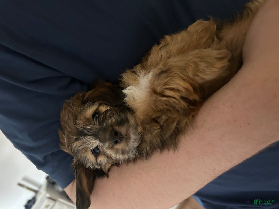 Mixed Breed dogs for sale: Mixed Breed Puppy 1 - Ad 2