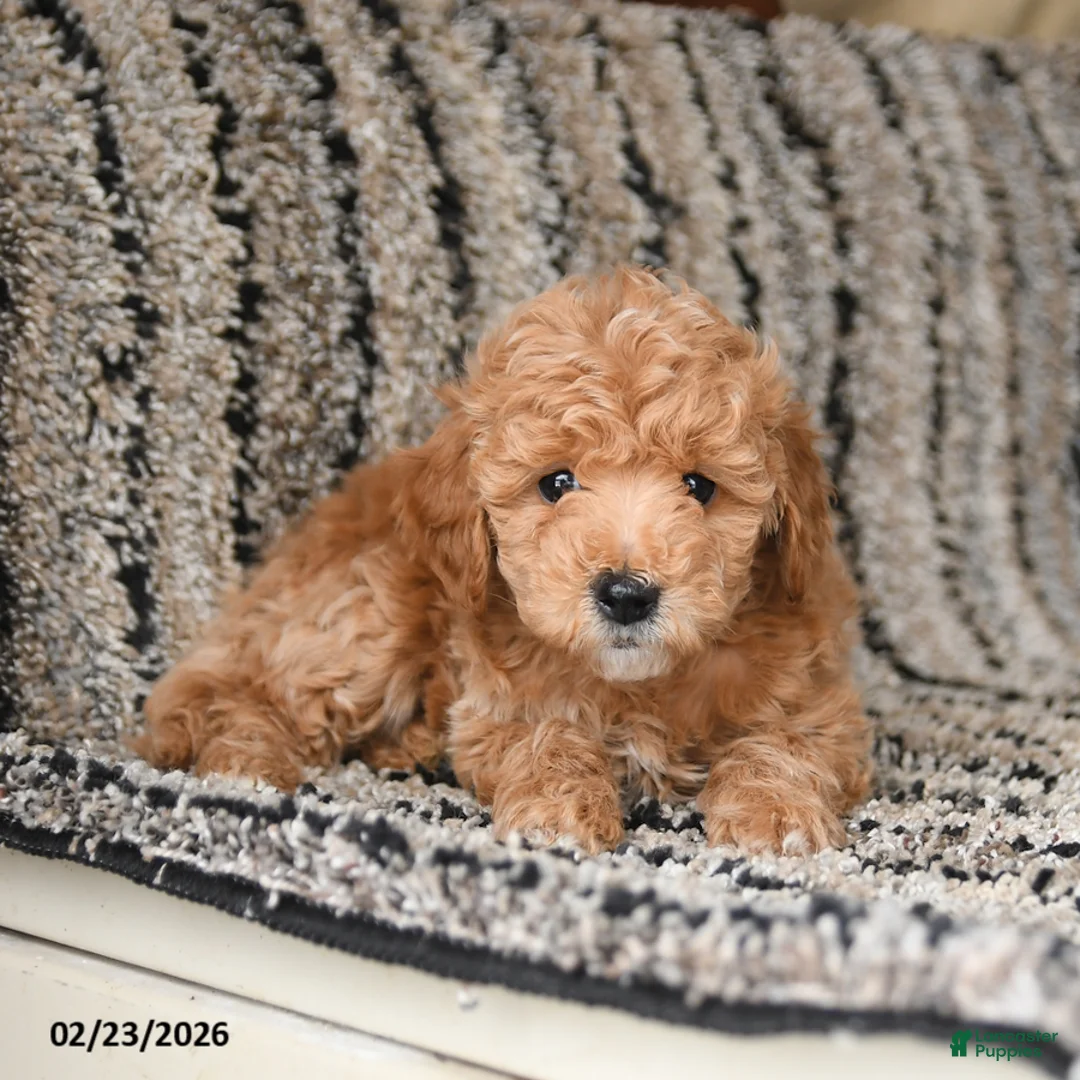 Bichpoo dogs for sale: Flower - Ad 1