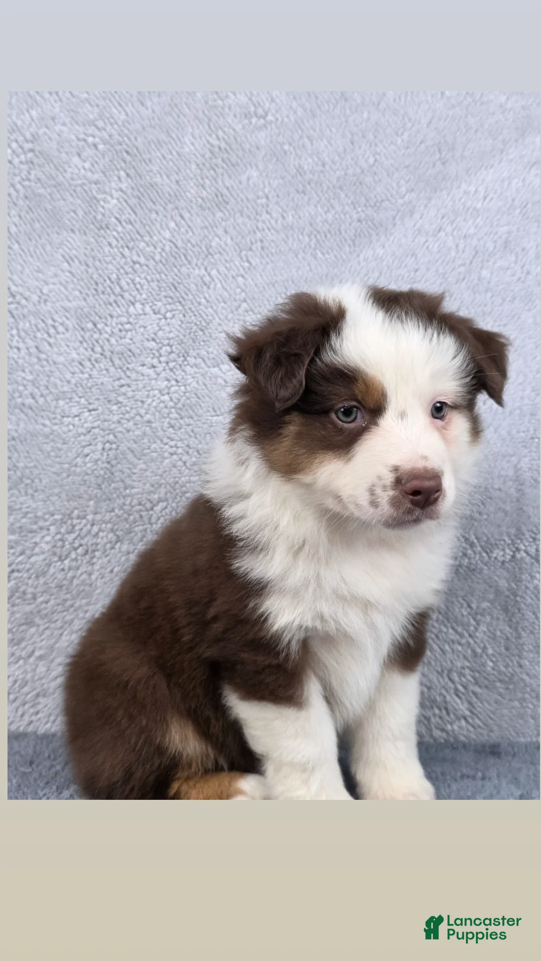 Miniature Australian Shepherd dogs Sky - Ad 2