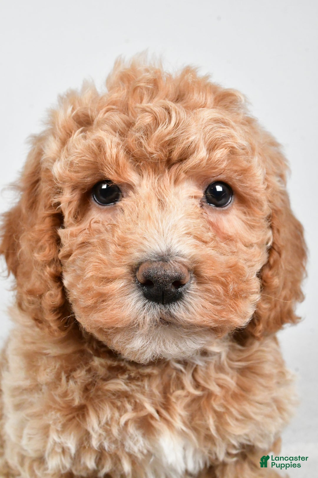 Bichpoo dogs for sale: Teddy - Ad 1