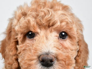 Bichpoo dogs Teddy - Ad 18